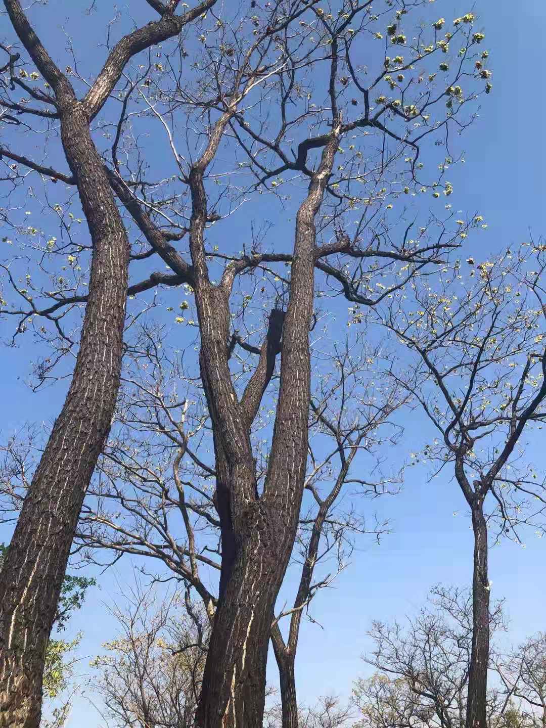 1769853682177437.jpg 微信图片_20191226162800.jpg